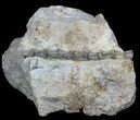 Dimetrodon Tail Section In Matrix - Texas #45671-2